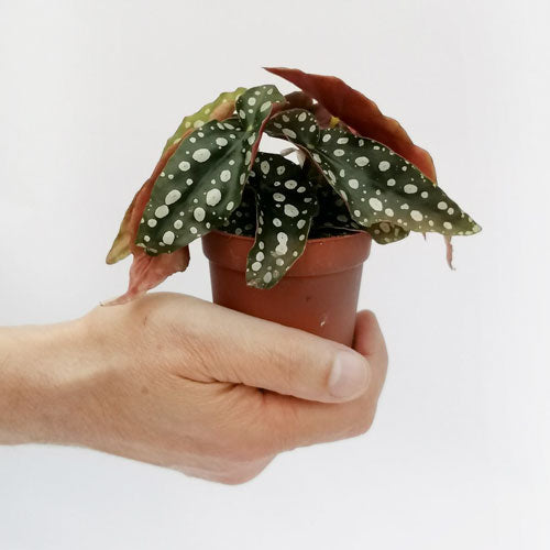 BabyBegoniaMaculata-1