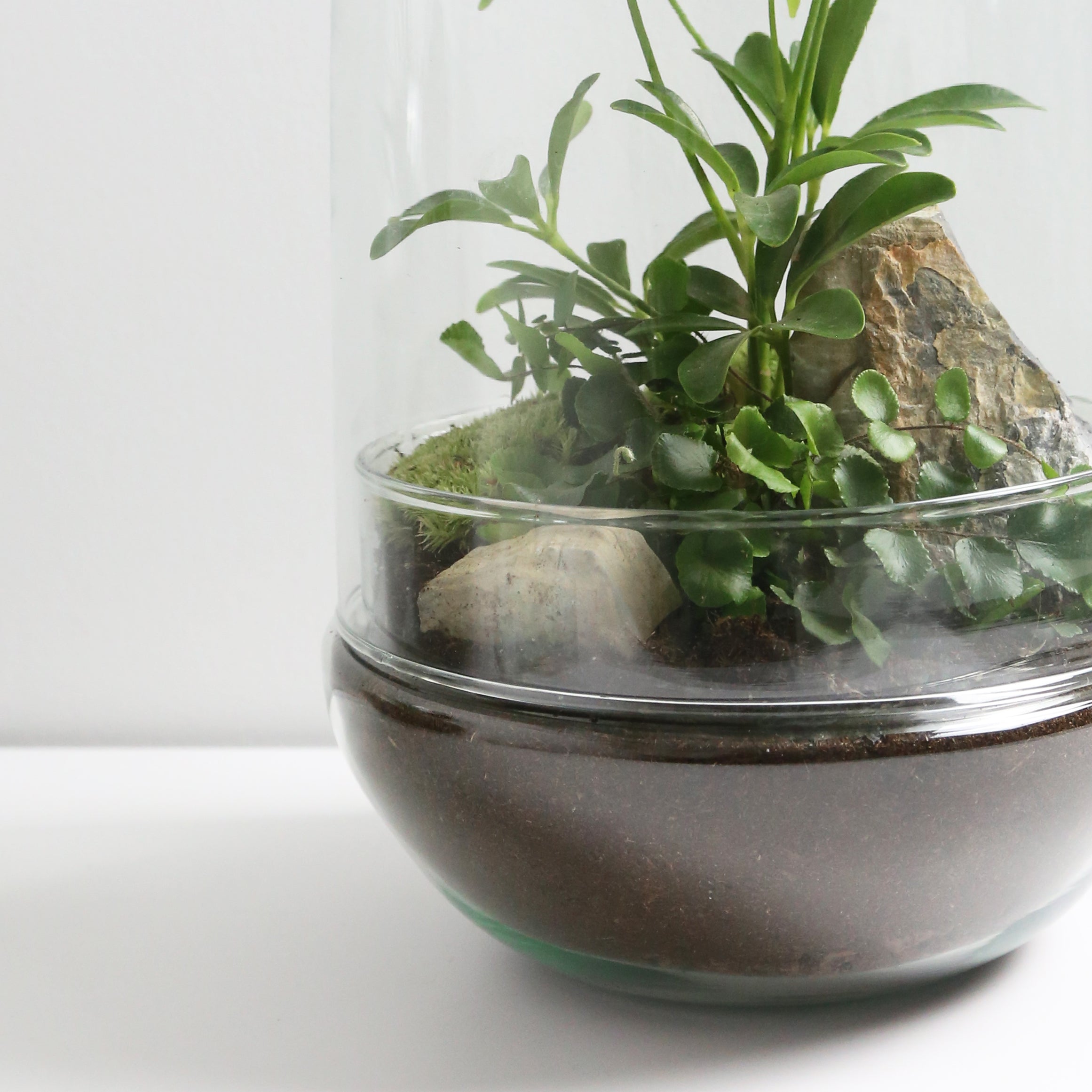 Prodotti per Terrari