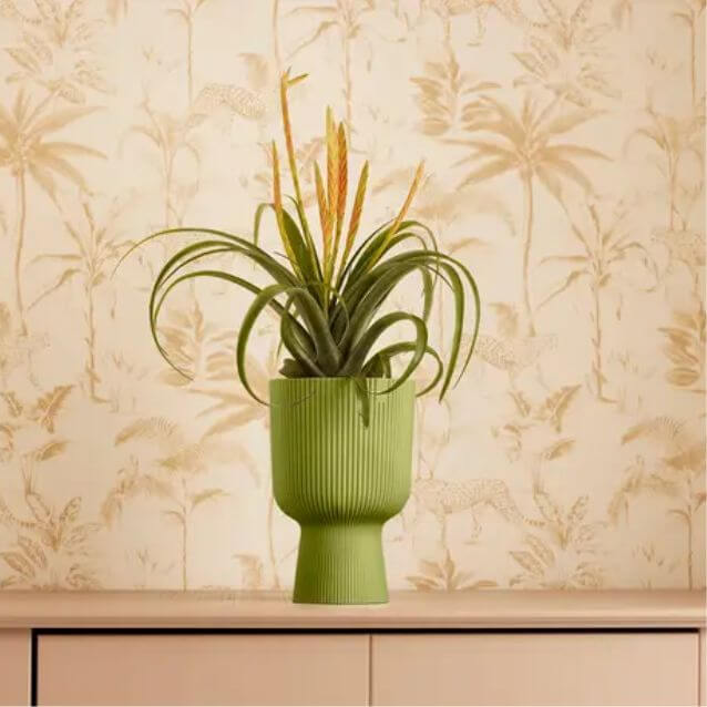 VIBES Coupe/verde felce