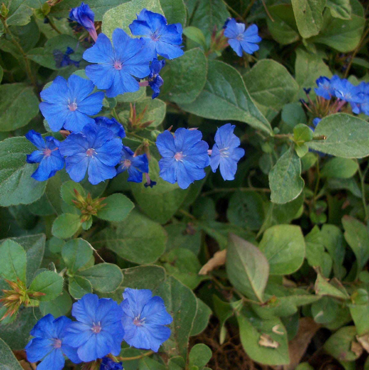 Ceratostigma Plumbaginoides