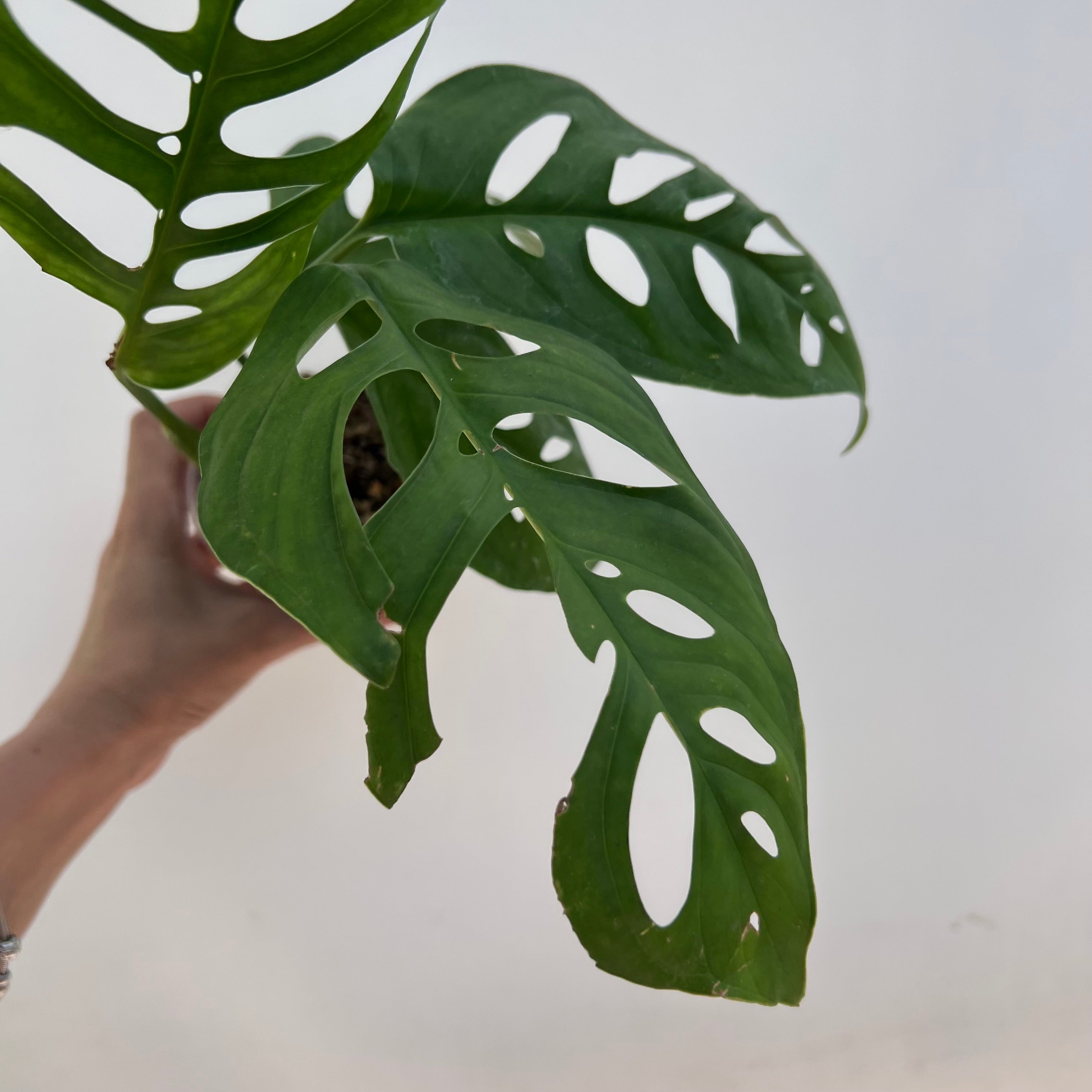 Monstera Esqueleto /Nora