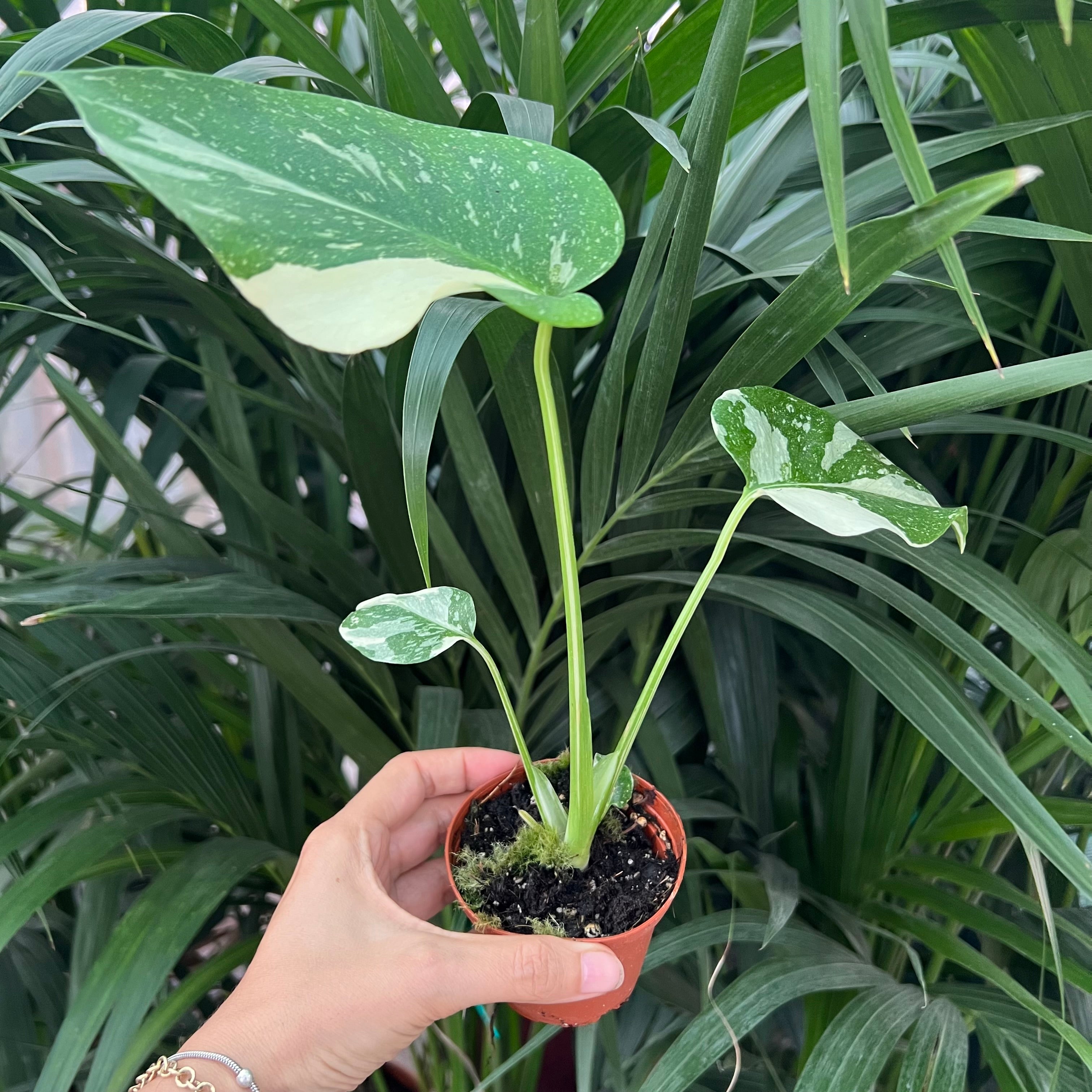 Monstera Thai Constellation