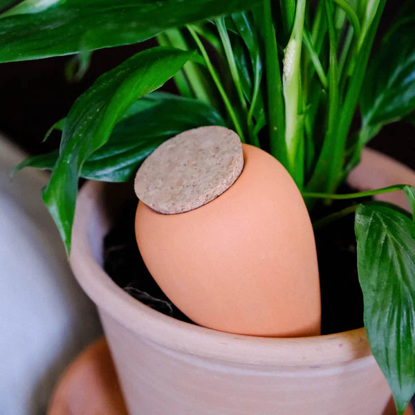 Olla - Terracotta