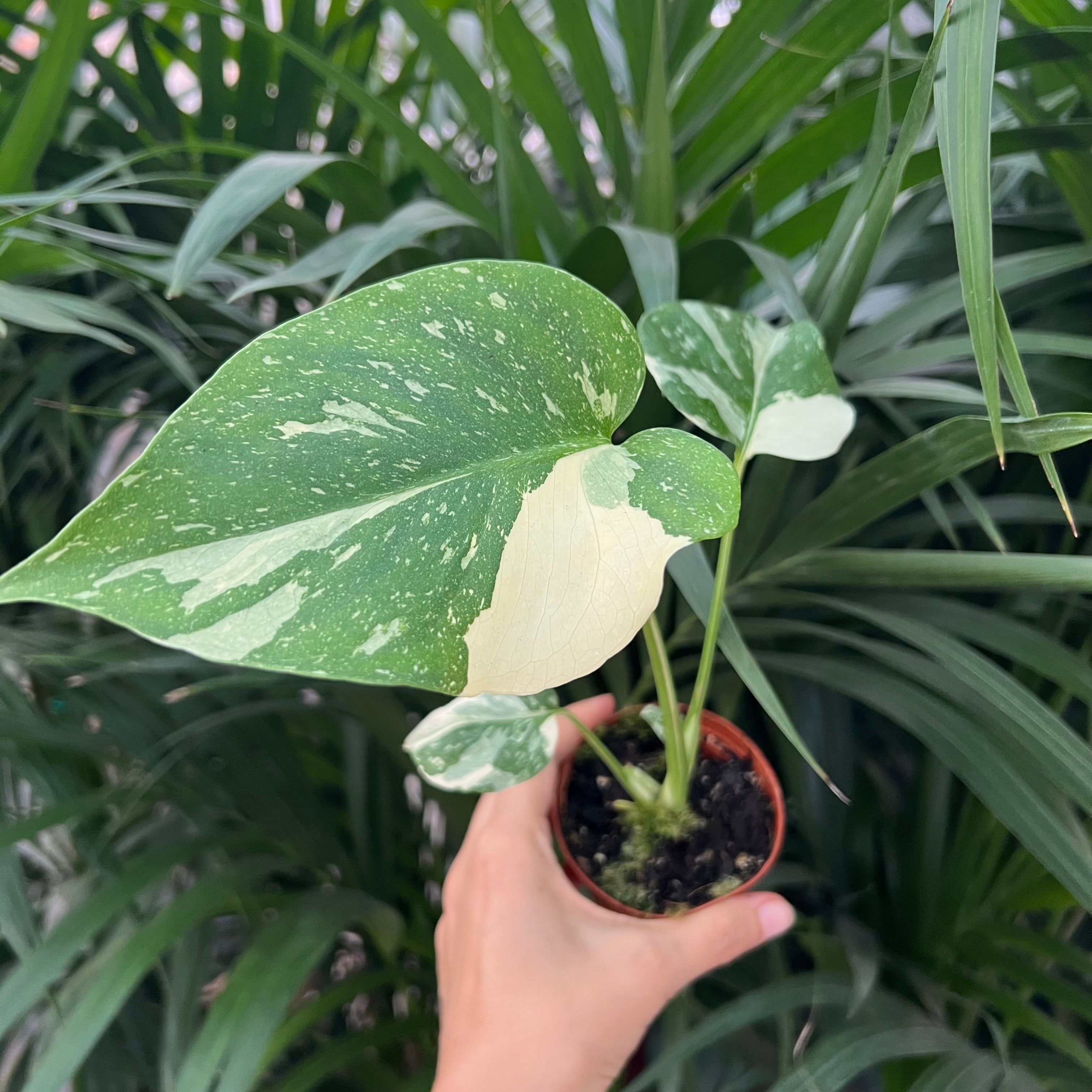 Monstera Thai Constellation