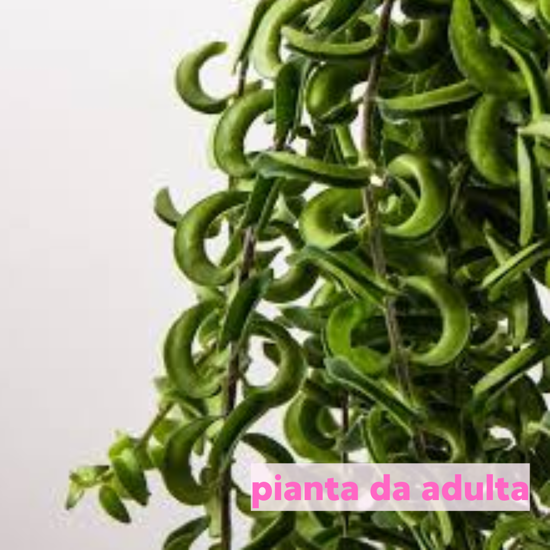 Aeschynanthus 'Twister'