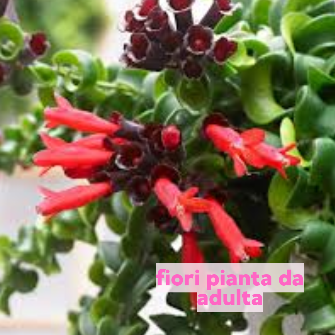 Aeschynanthus 'Twister'