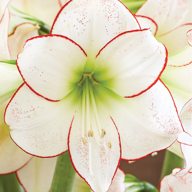Hippeastrum Picotee