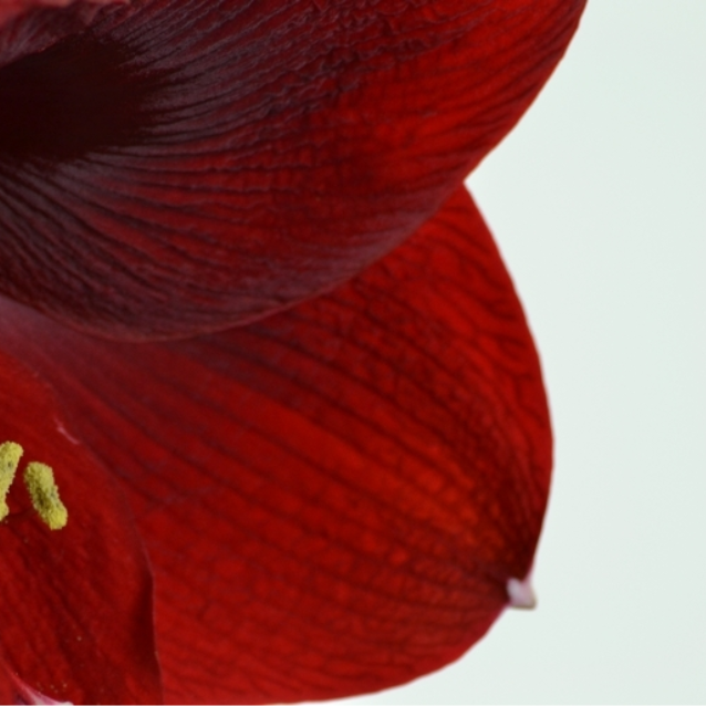 Hippeastrum Magnum
