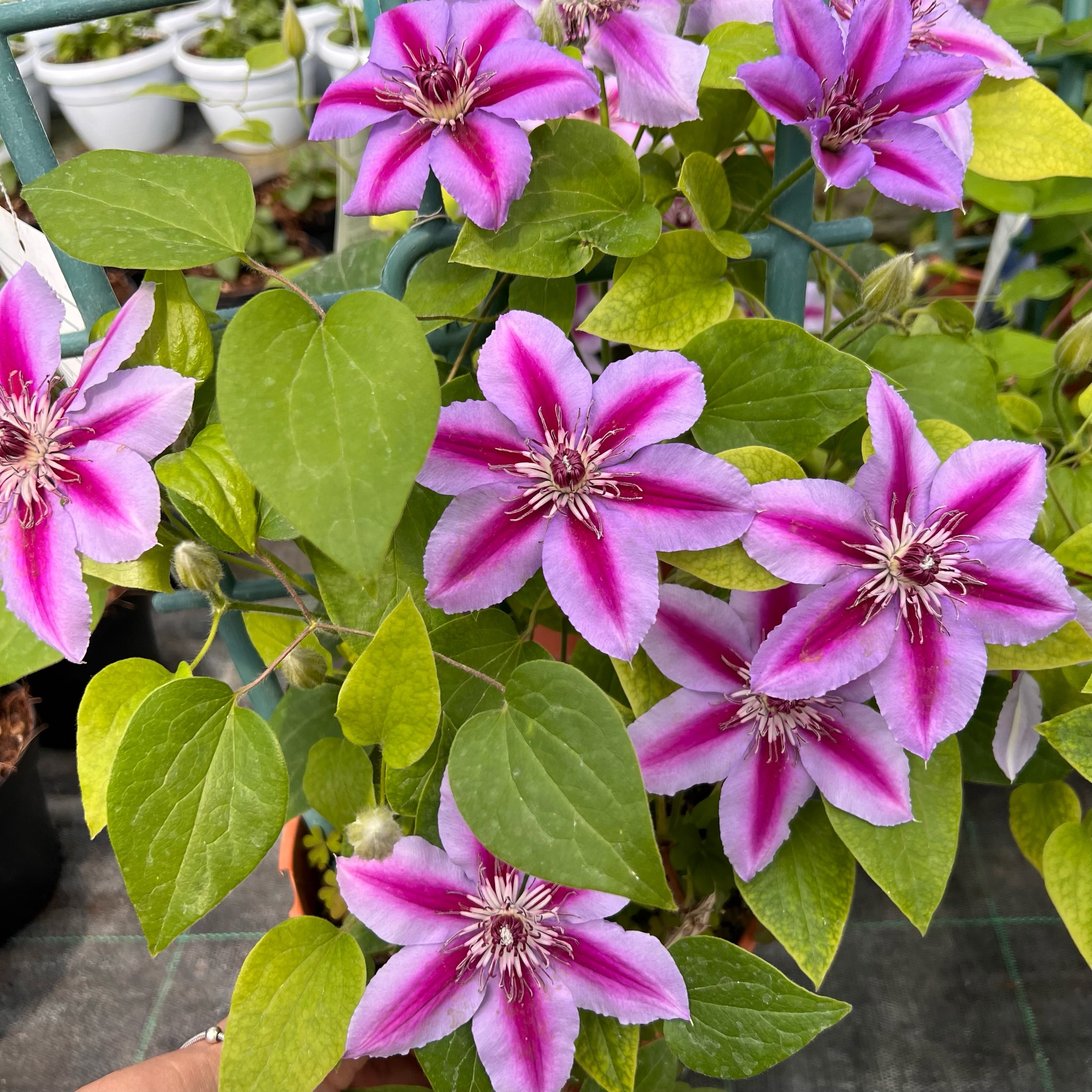 Clematis Boulevard Triomphe