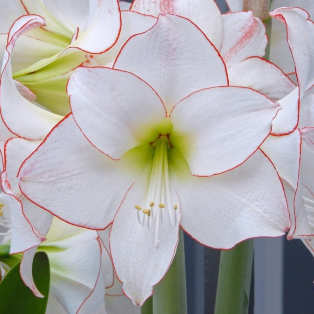 Hippeastrum Picotee