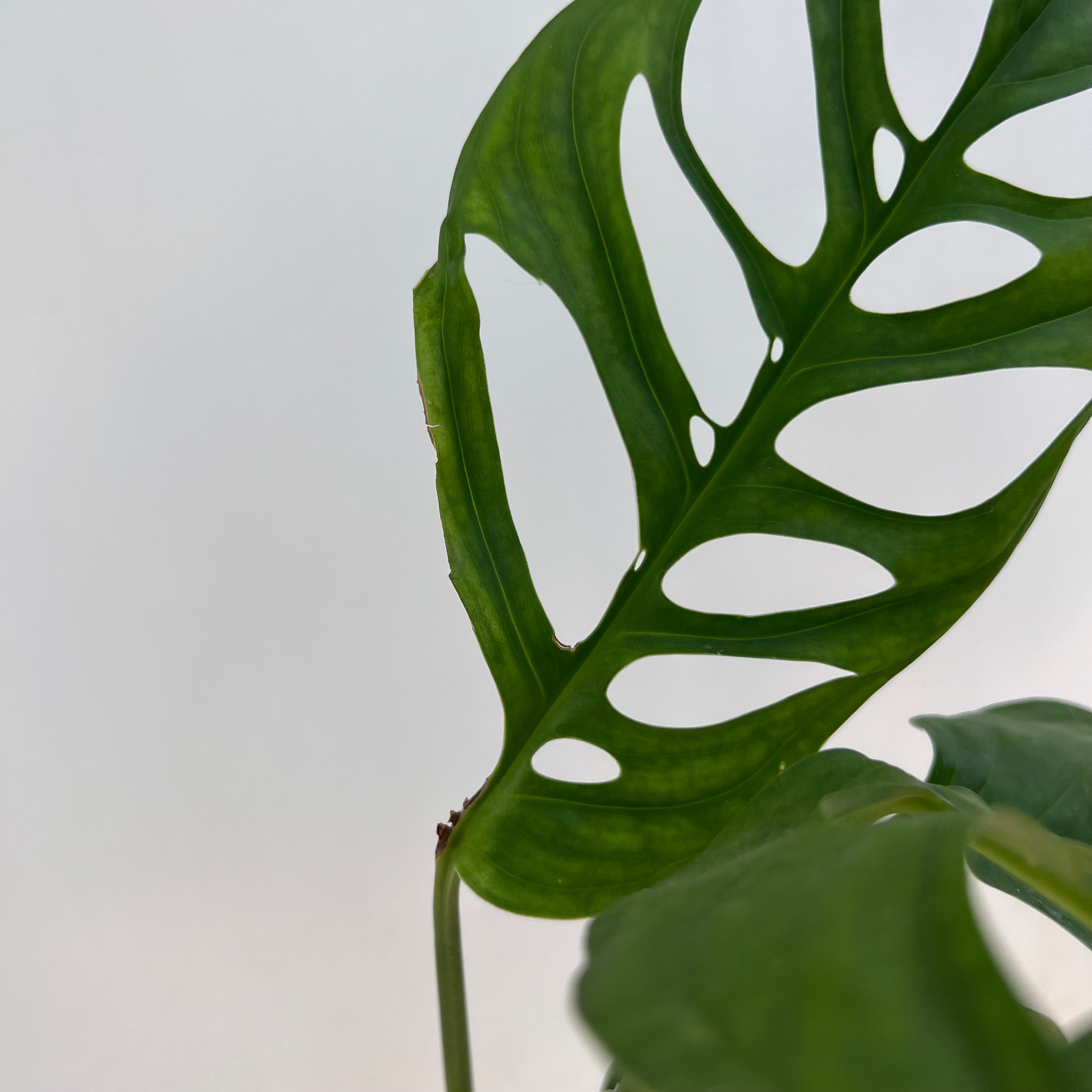 Monstera Esqueleto /Nora