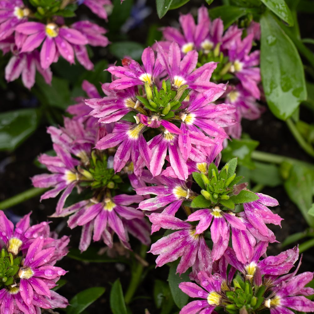 Scaevola