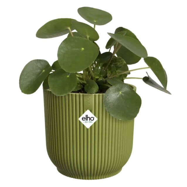 VIBES fold round /verde felce