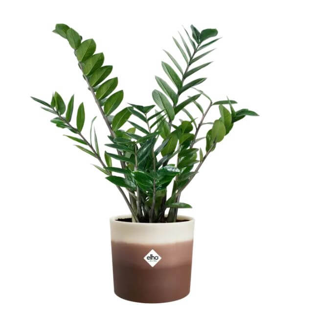 VASO COLOUR GRADIENT marrone cedro