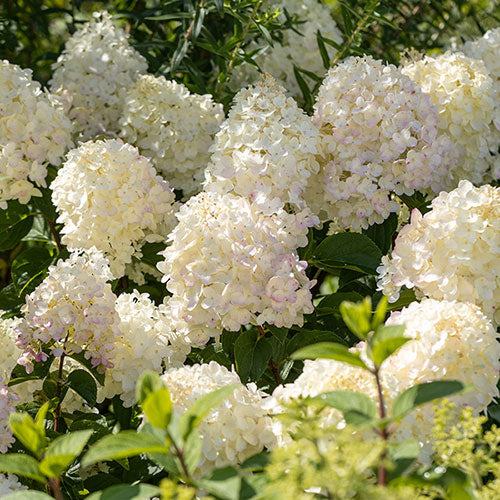 Ortensia /Hydrangea paniculata Silver Dollar