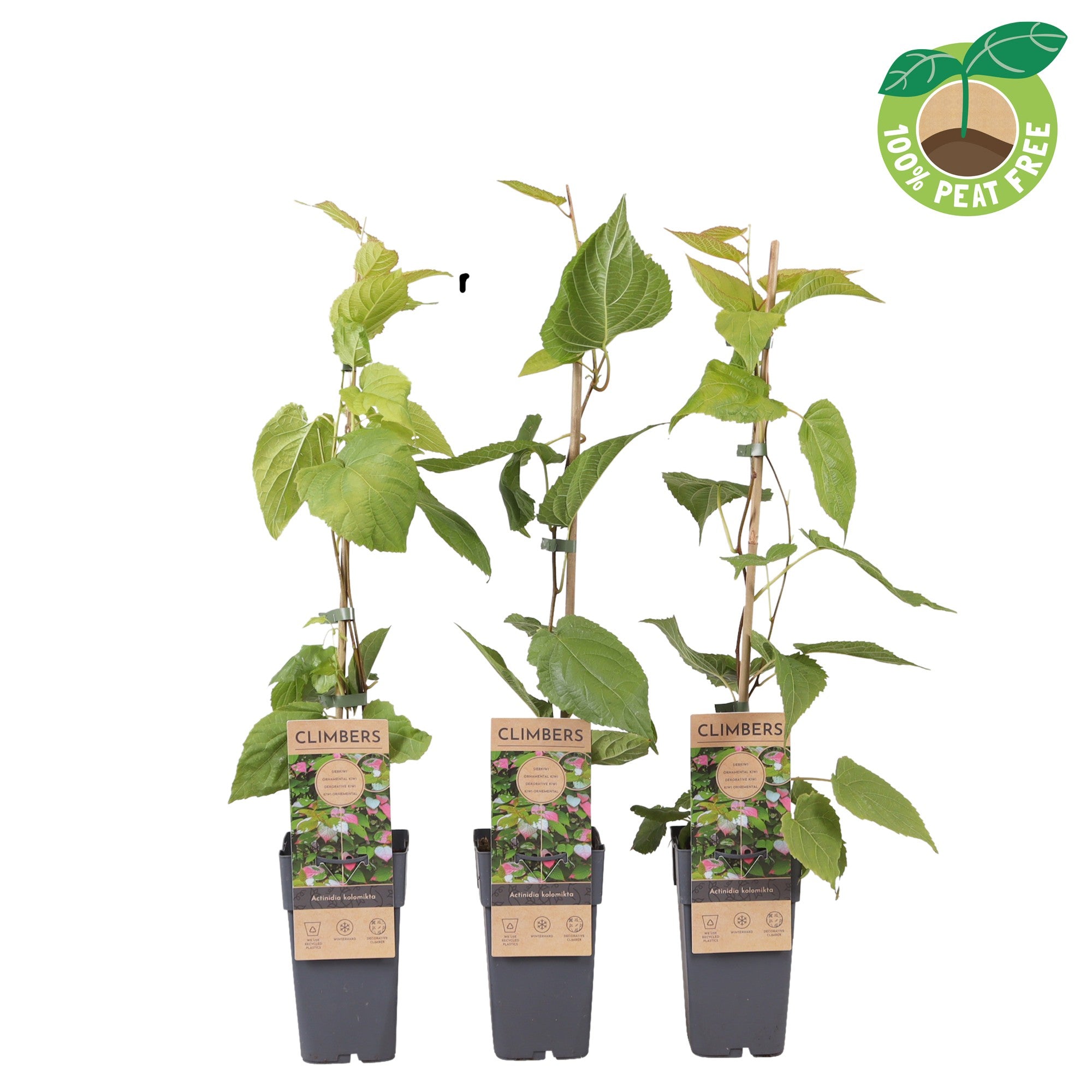 Actinidia kolomikta /Kiwi variegato