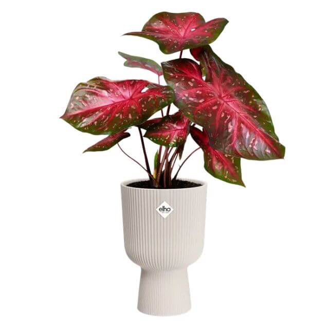 VIBES Coupe/ bianco lino