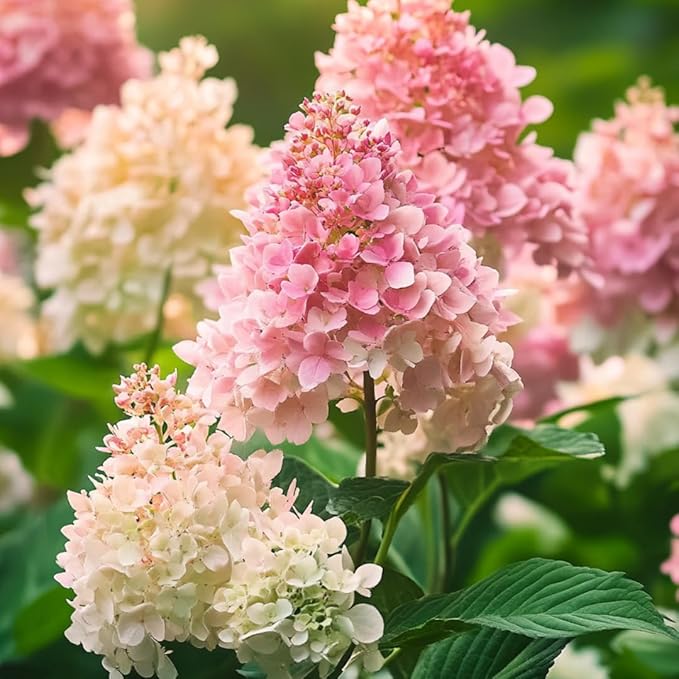 Ortensia /Hydrangea paniculata Pink Lady