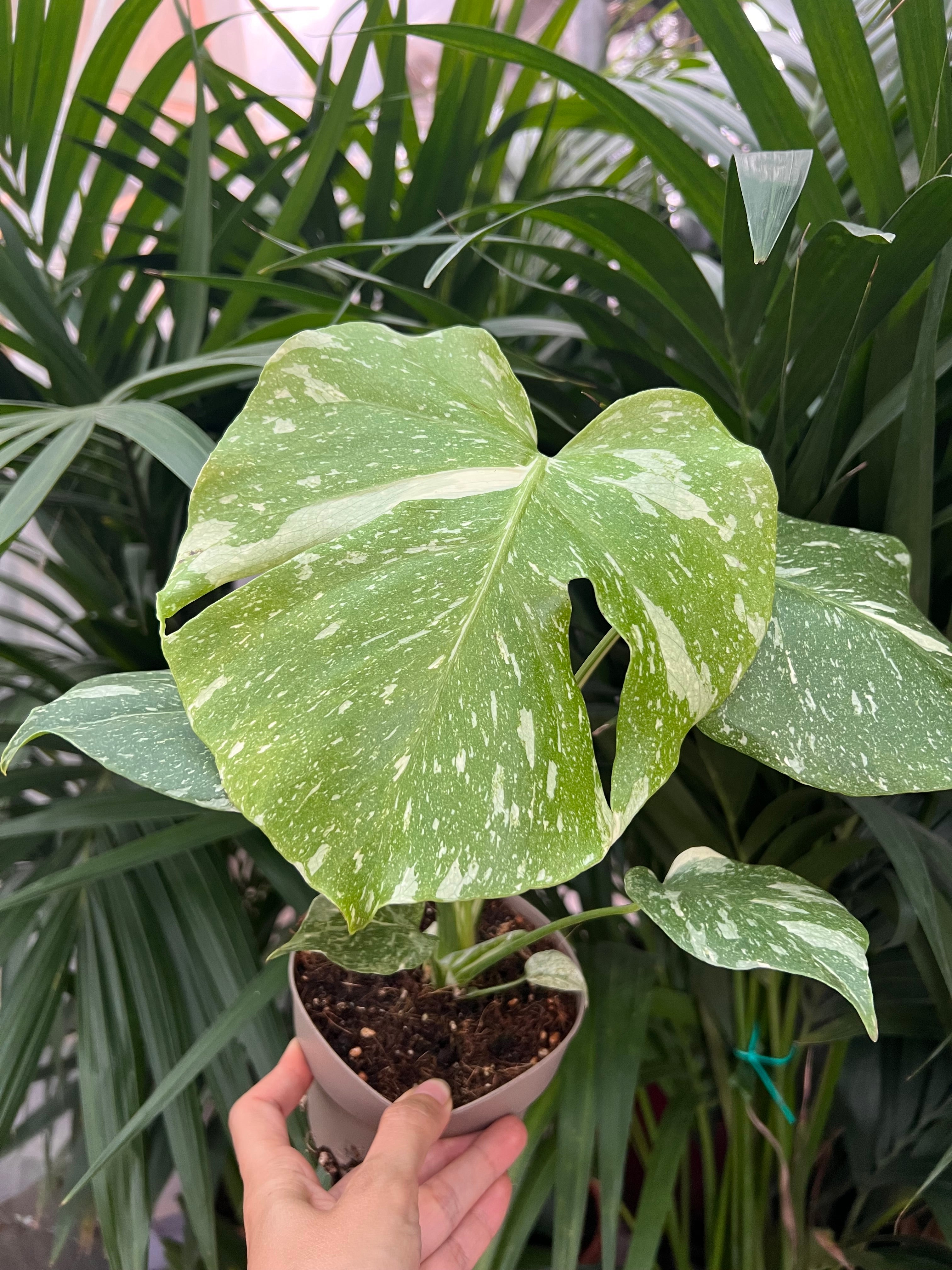 Monstera Thai Constellation
