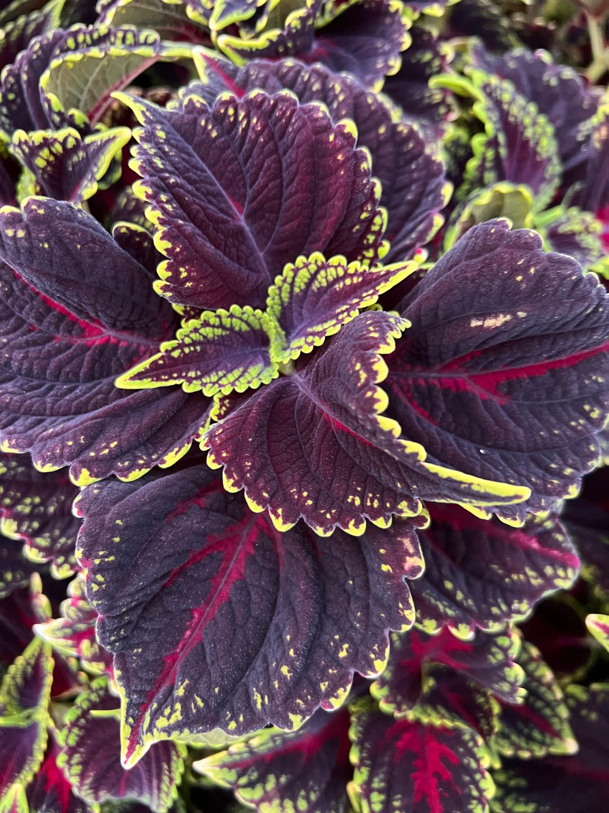 Coleus