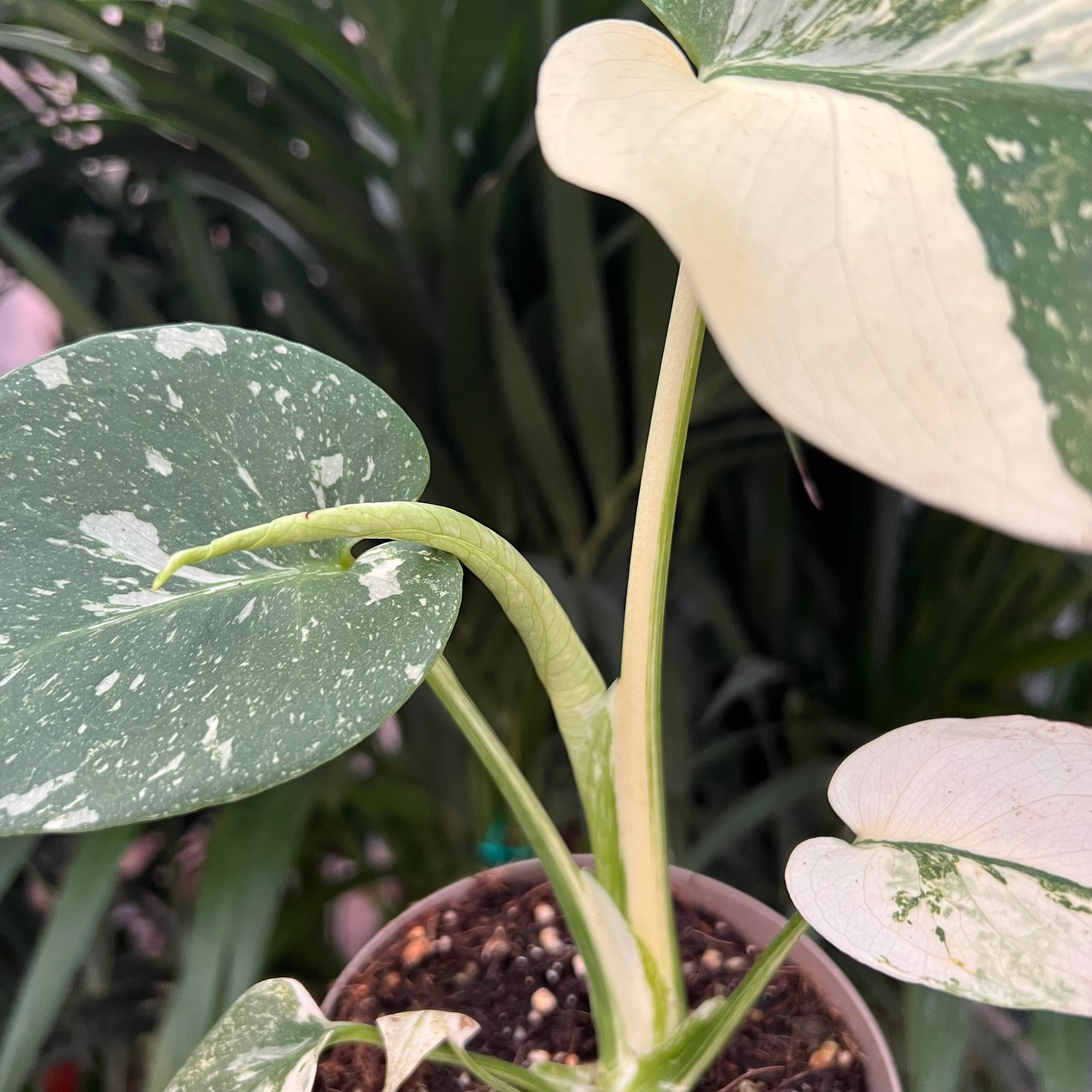 Monstera Thai Constellation