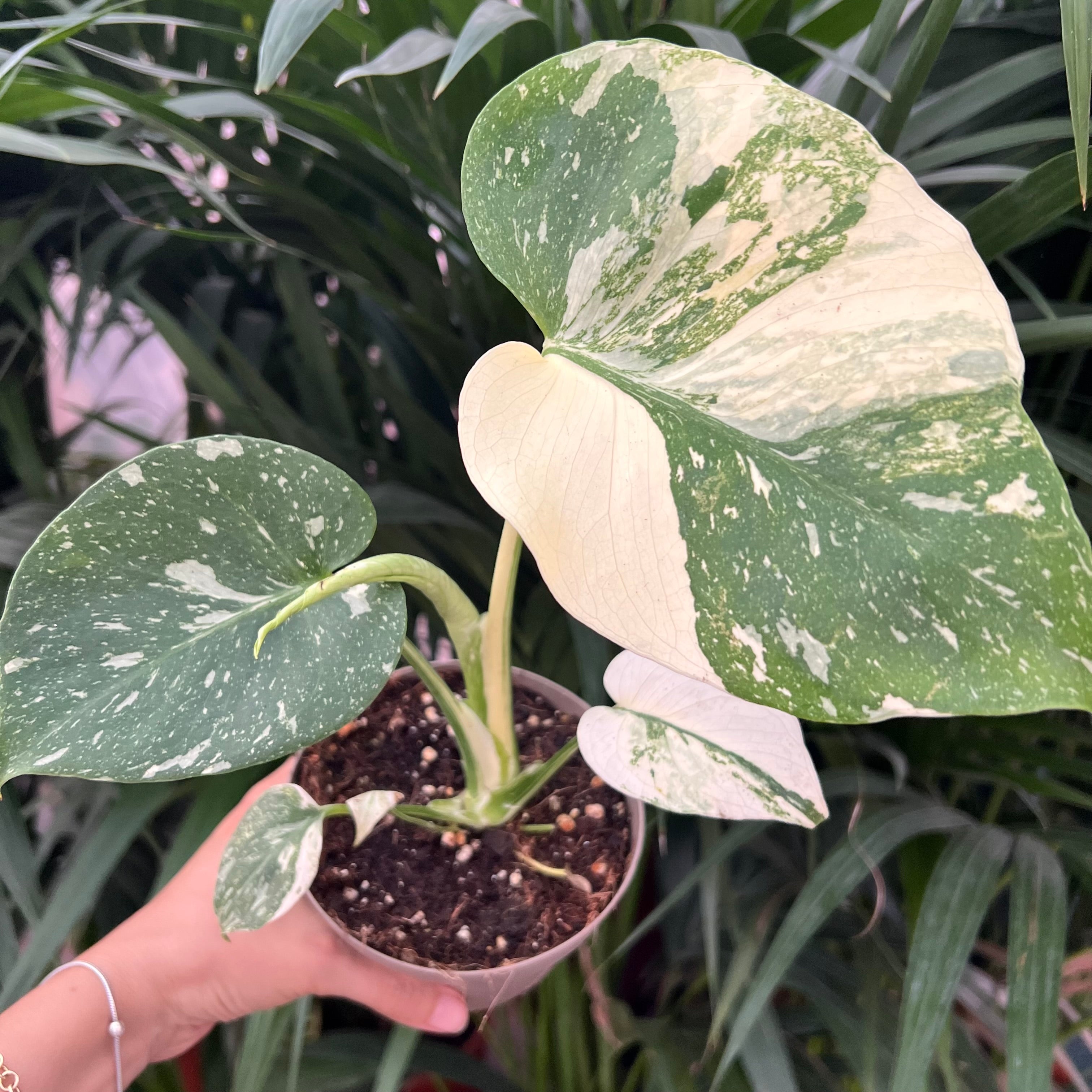 Monstera Thai Constellation