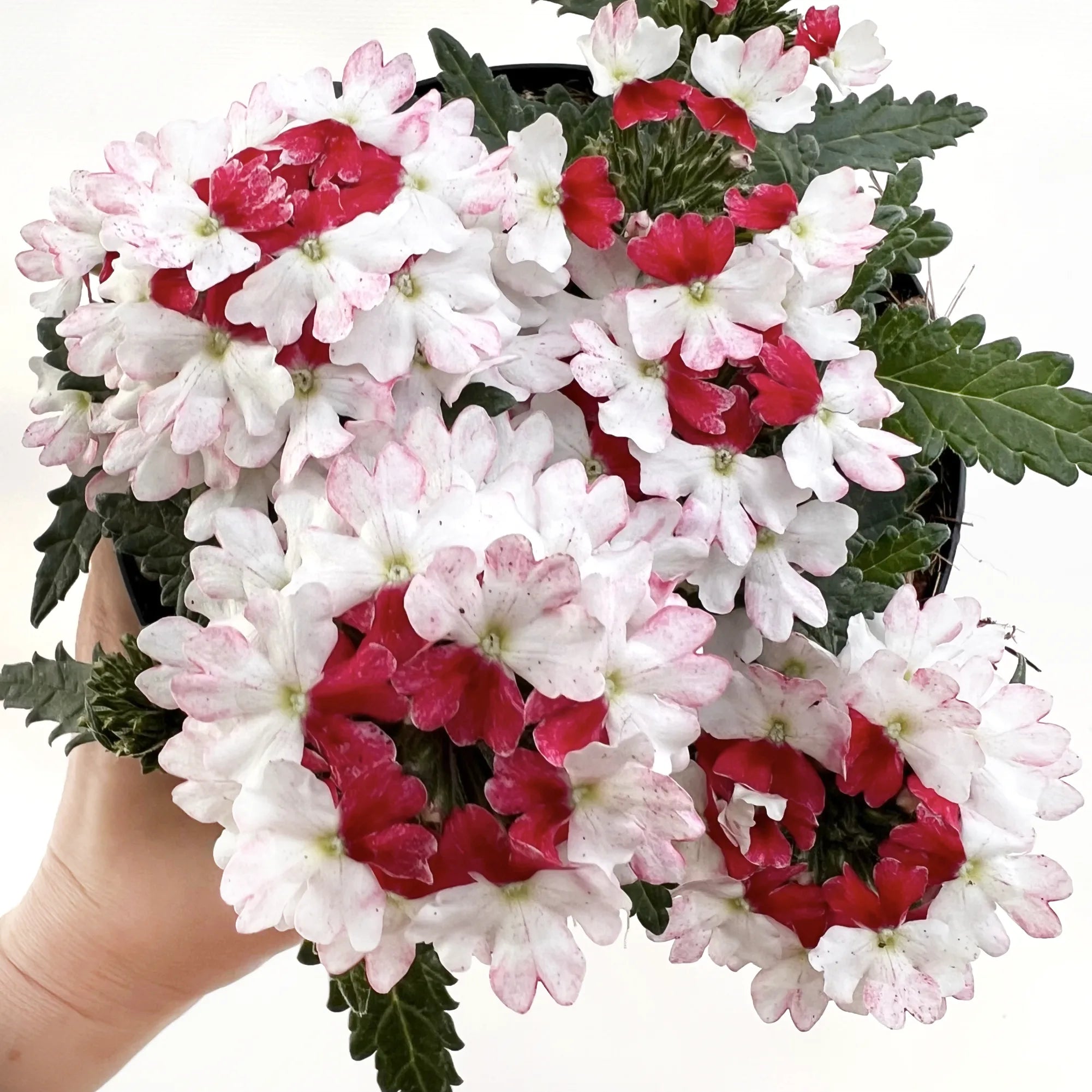 Verbena Lanai Twister Red