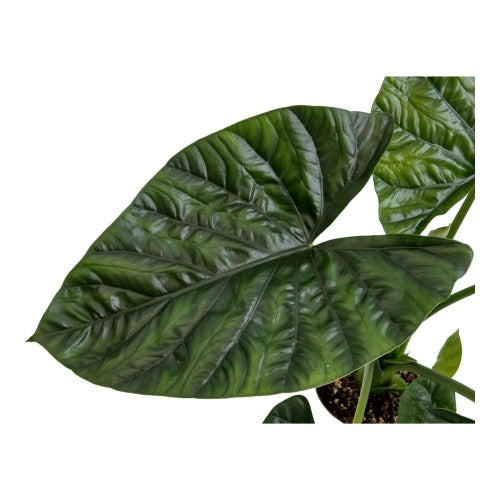 Alocasia Lukiwan