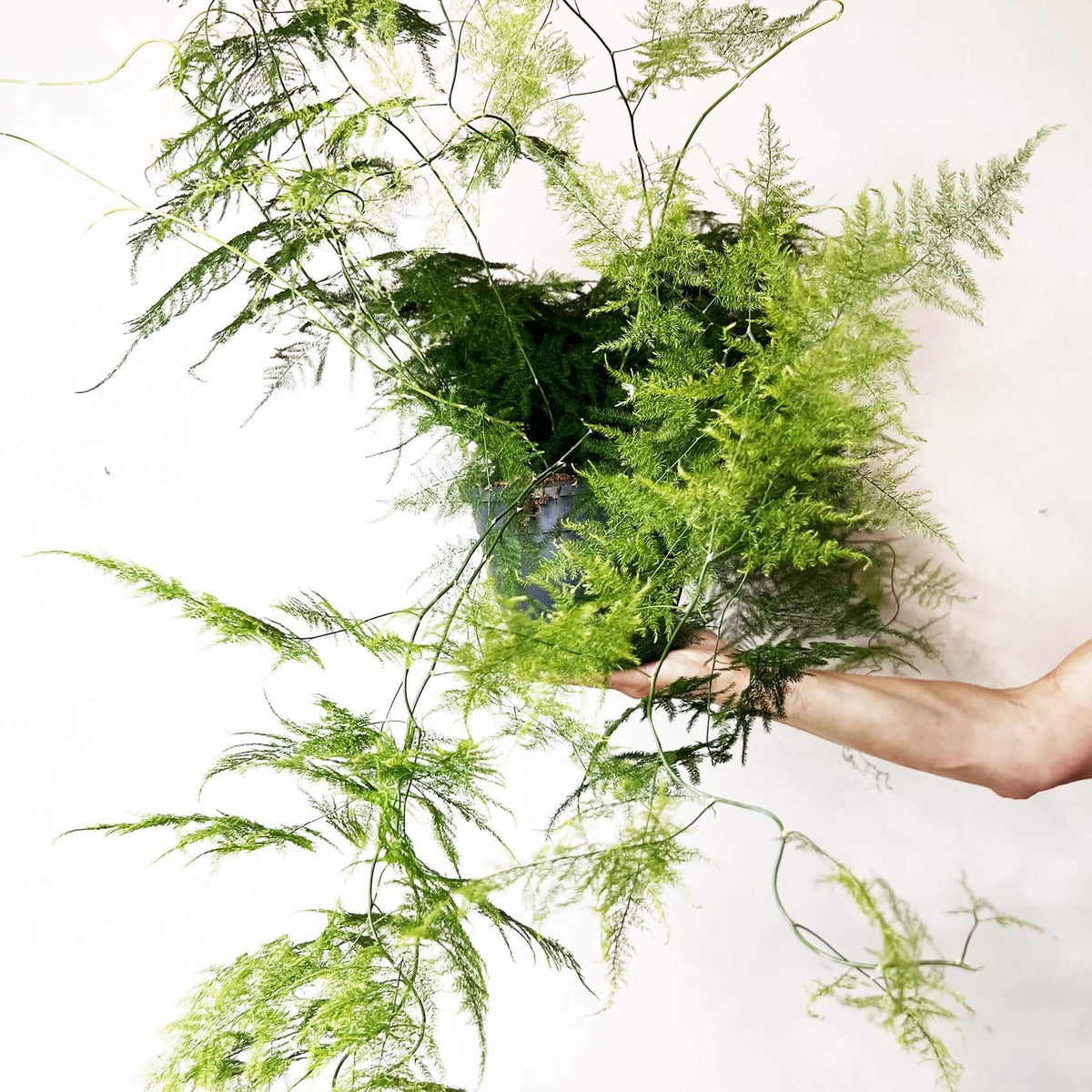Asparagus Setaceus XXL