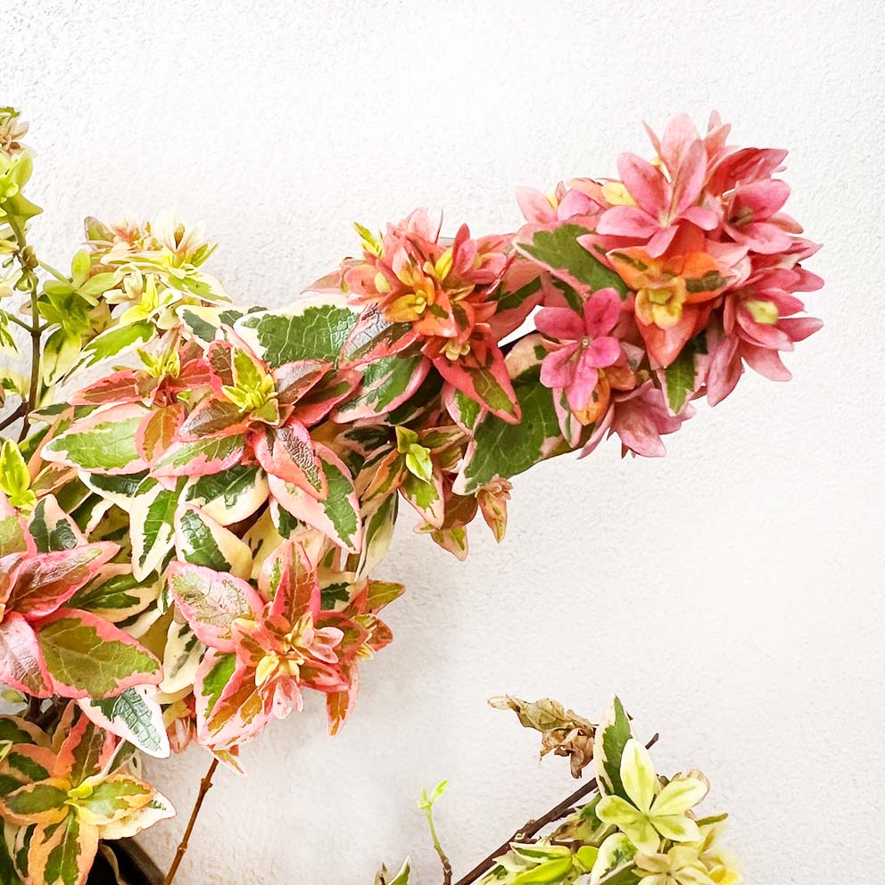 Abelia Grandiflora Kaleidoscope