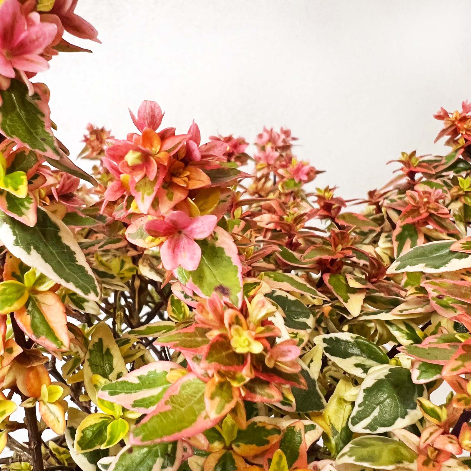 Abelia Grandiflora Kaleidoscope