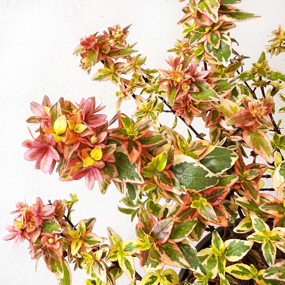 Abelia Grandiflora Kaleidoscope