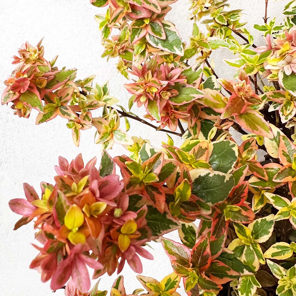 Abelia Grandiflora Kaleidoscope