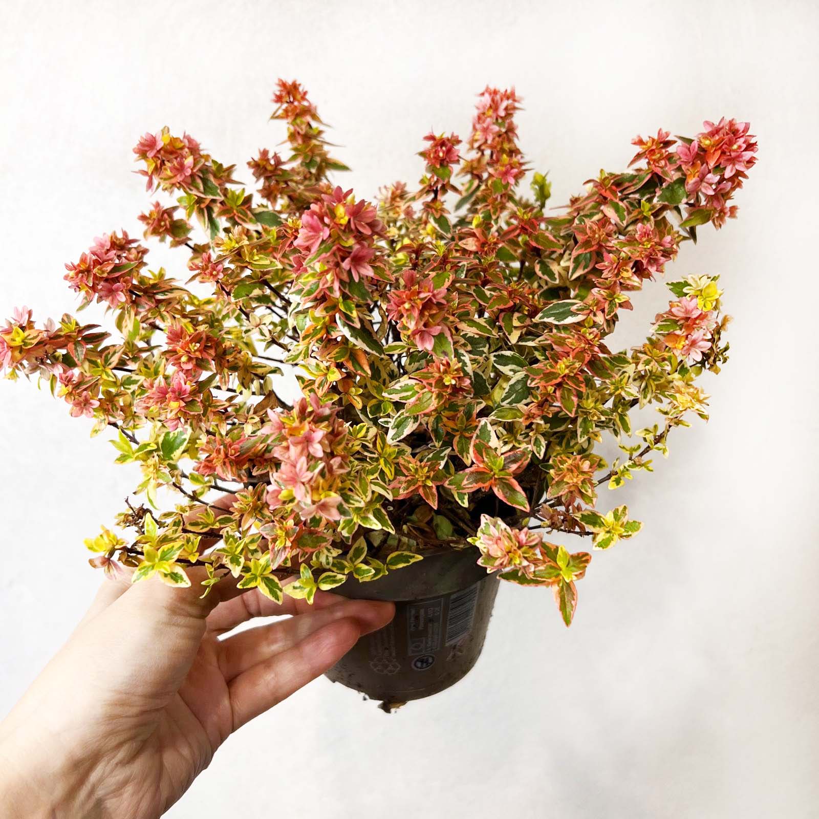 Abelia Grandiflora Kaleidoscope