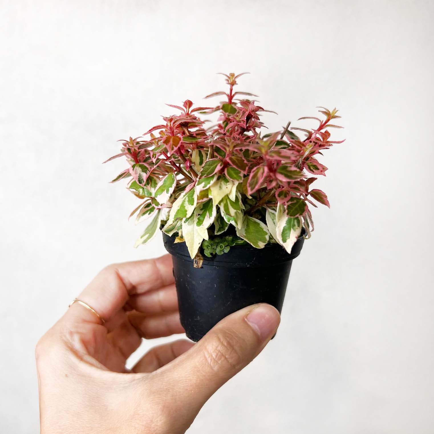 Abelia Pink Lady