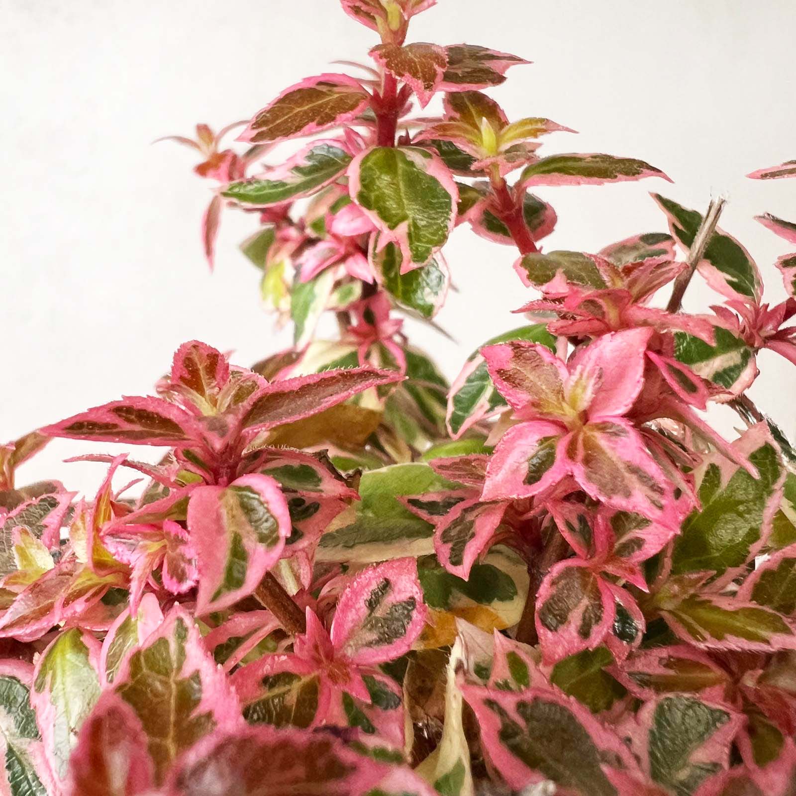 Abelia Pink Lady