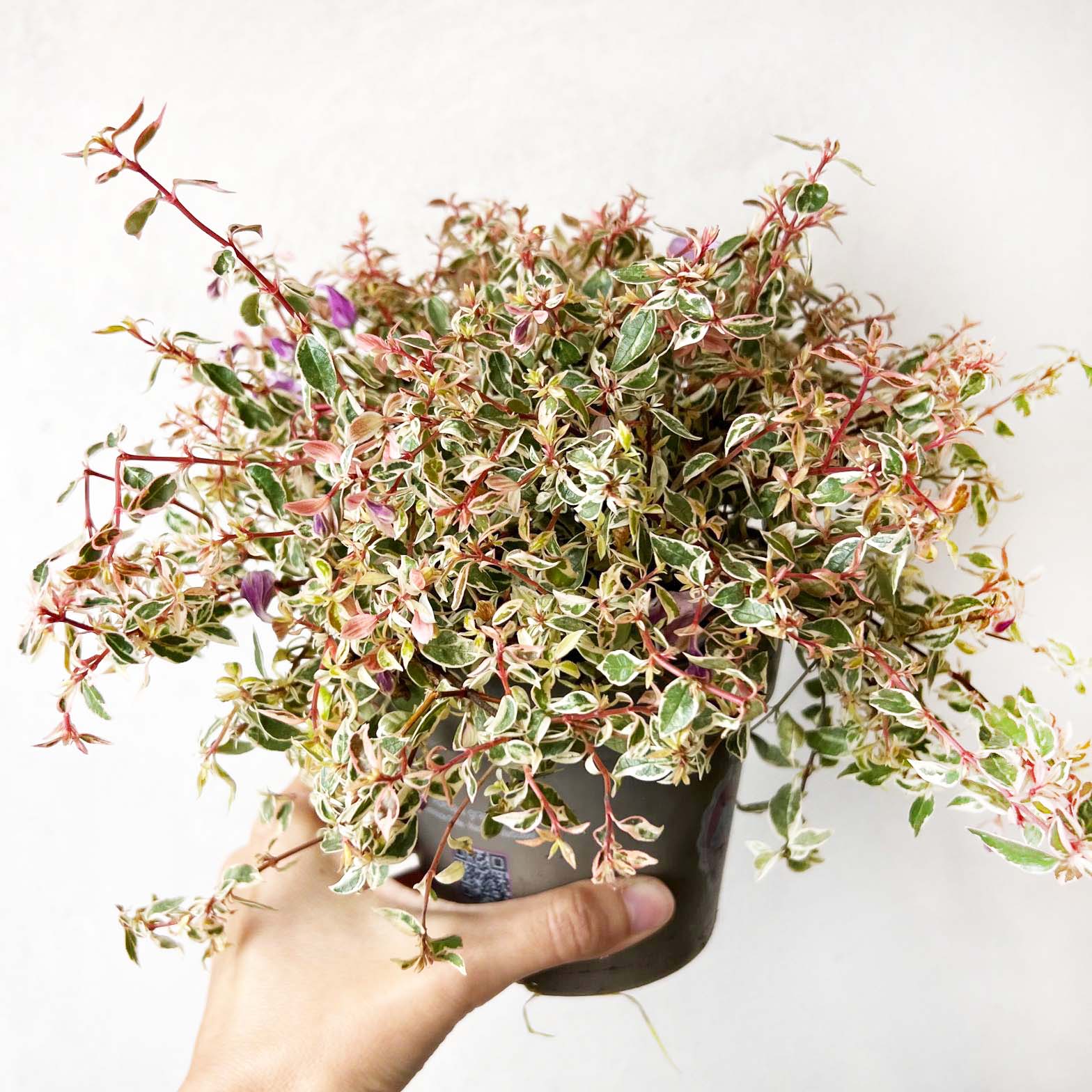 Abelia Grandiflora Swirly Bells