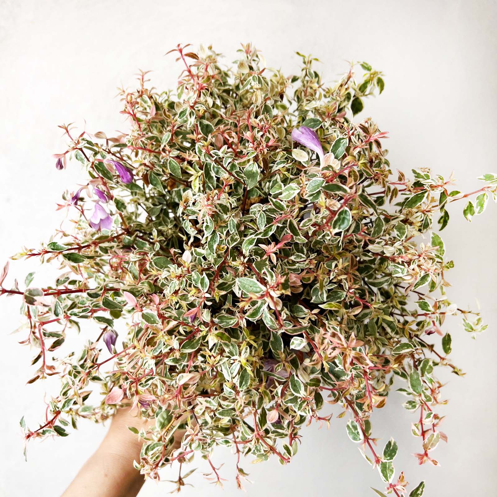 Abelia Grandiflora Swirly Bells