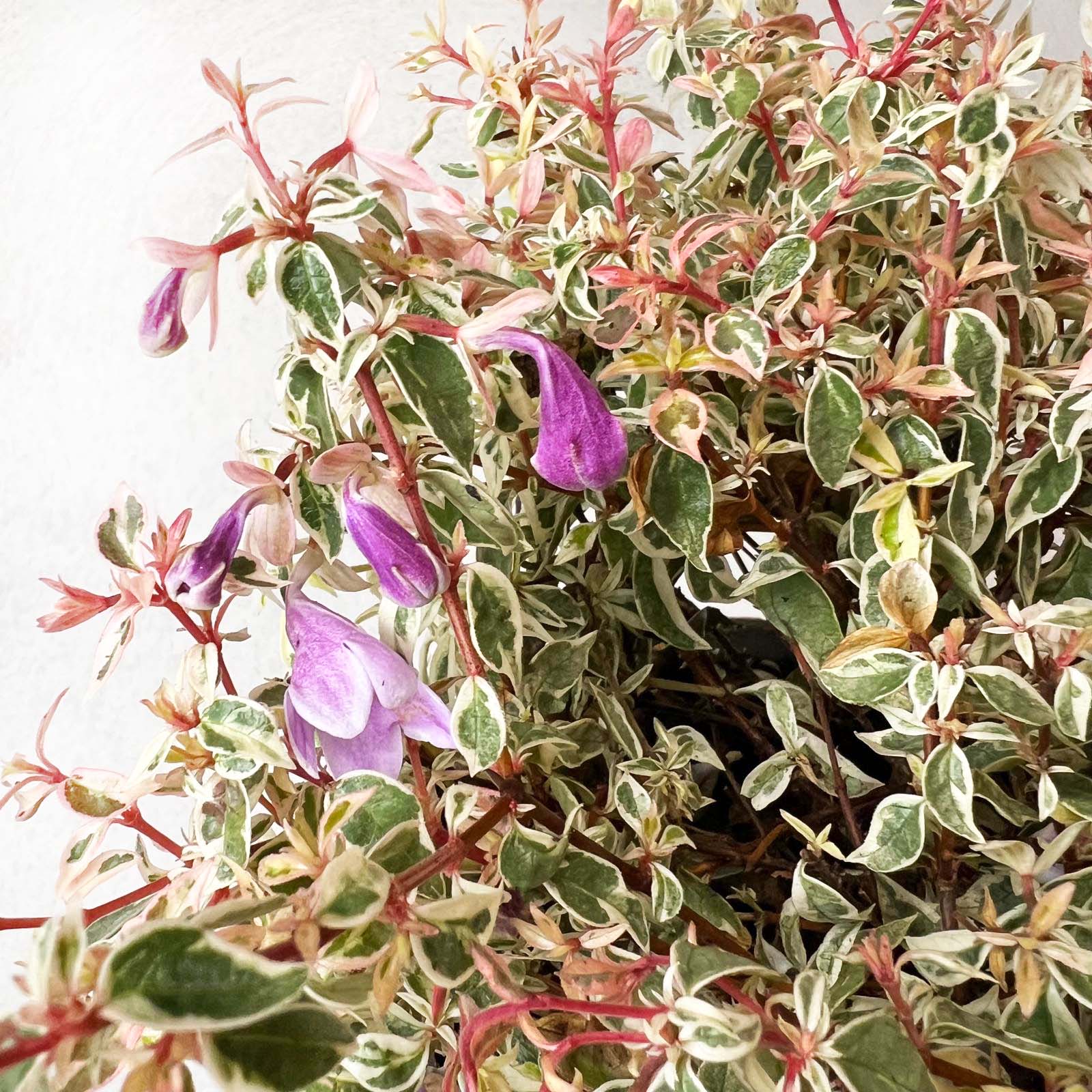 Abelia Grandiflora Swirly Bells