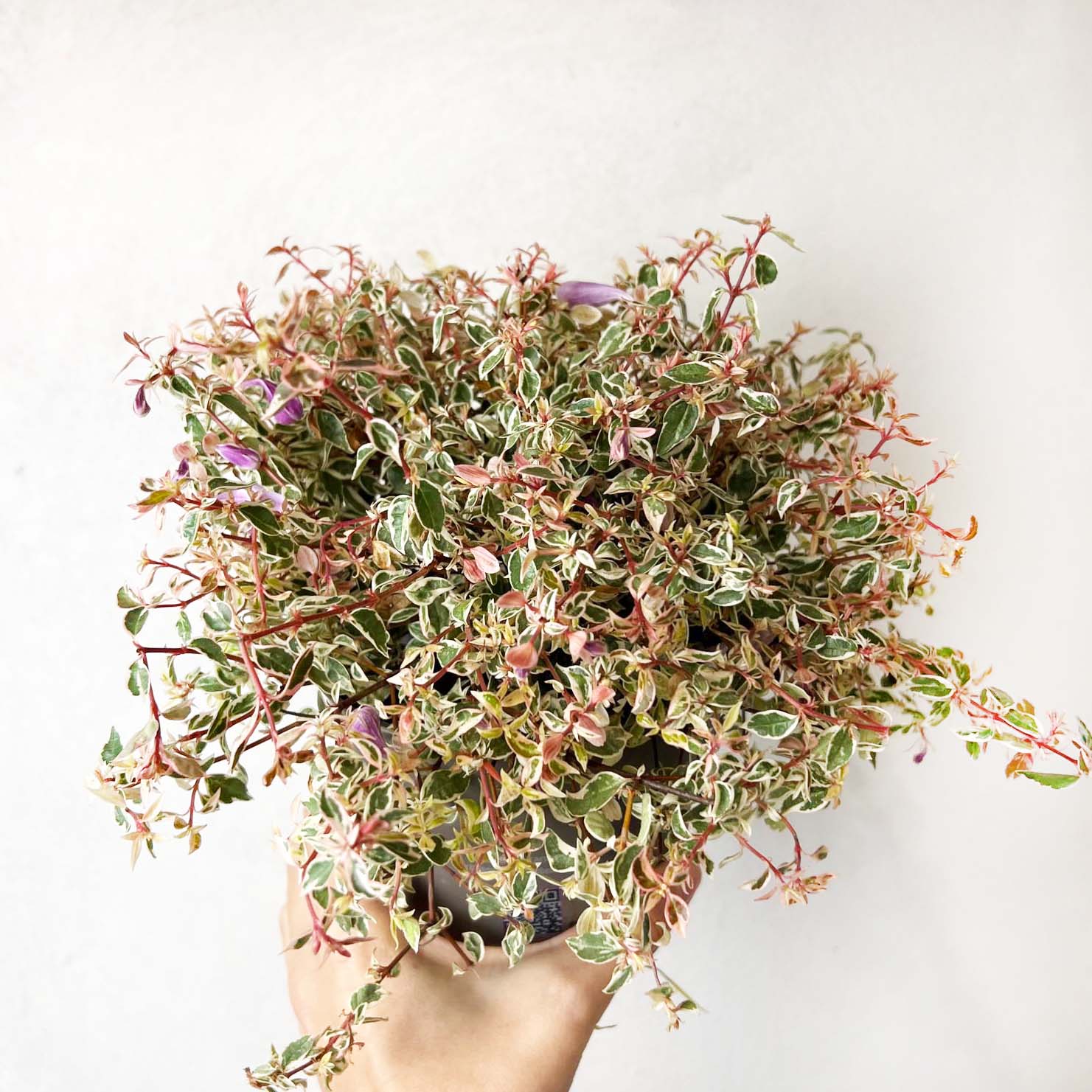 Abelia Grandiflora Swirly Bells