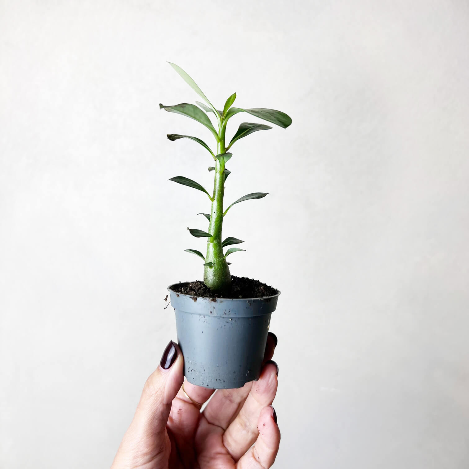 Baby Adenium Obesum (Rosa del Deserto)