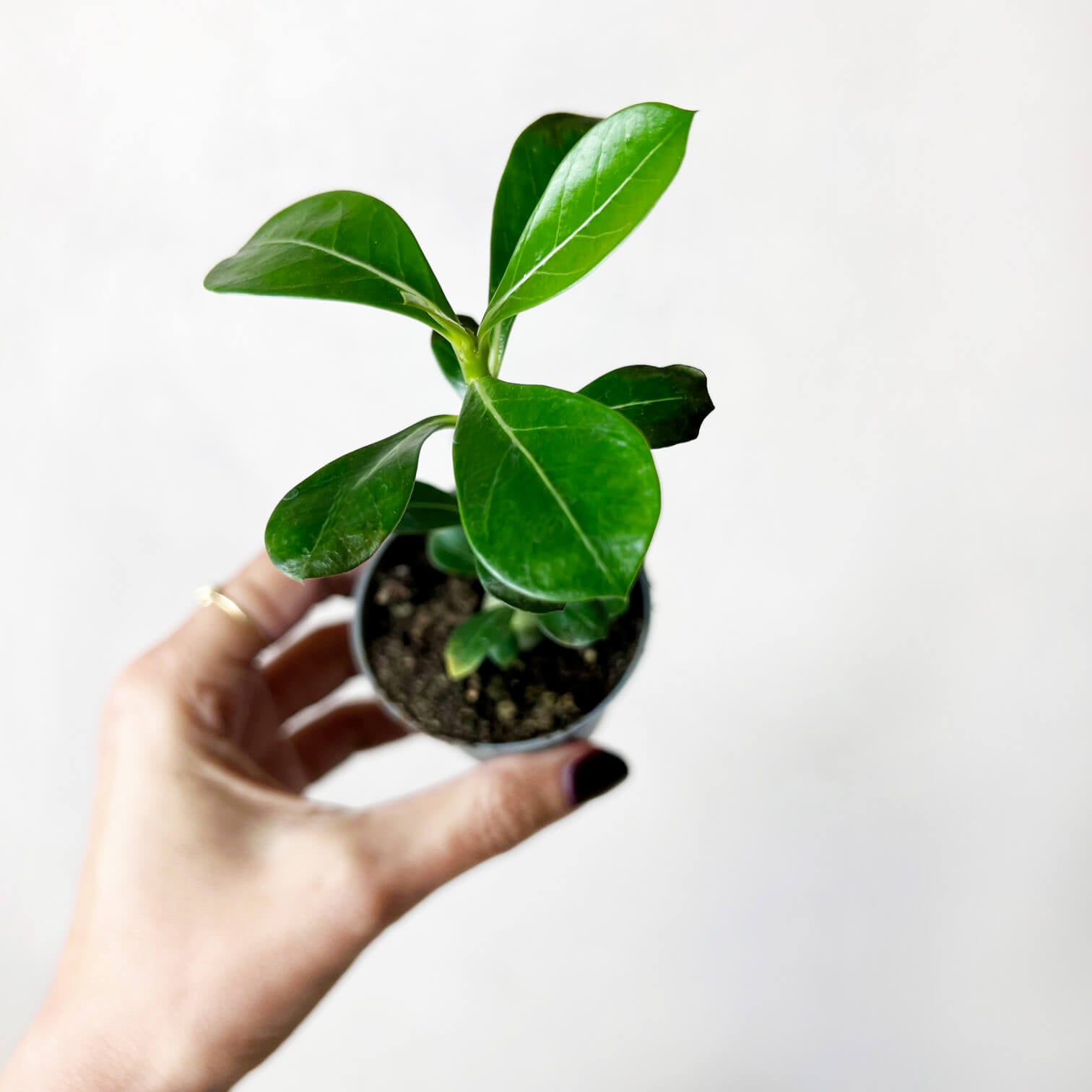 Baby Adenium Obesum (Rosa del Deserto)