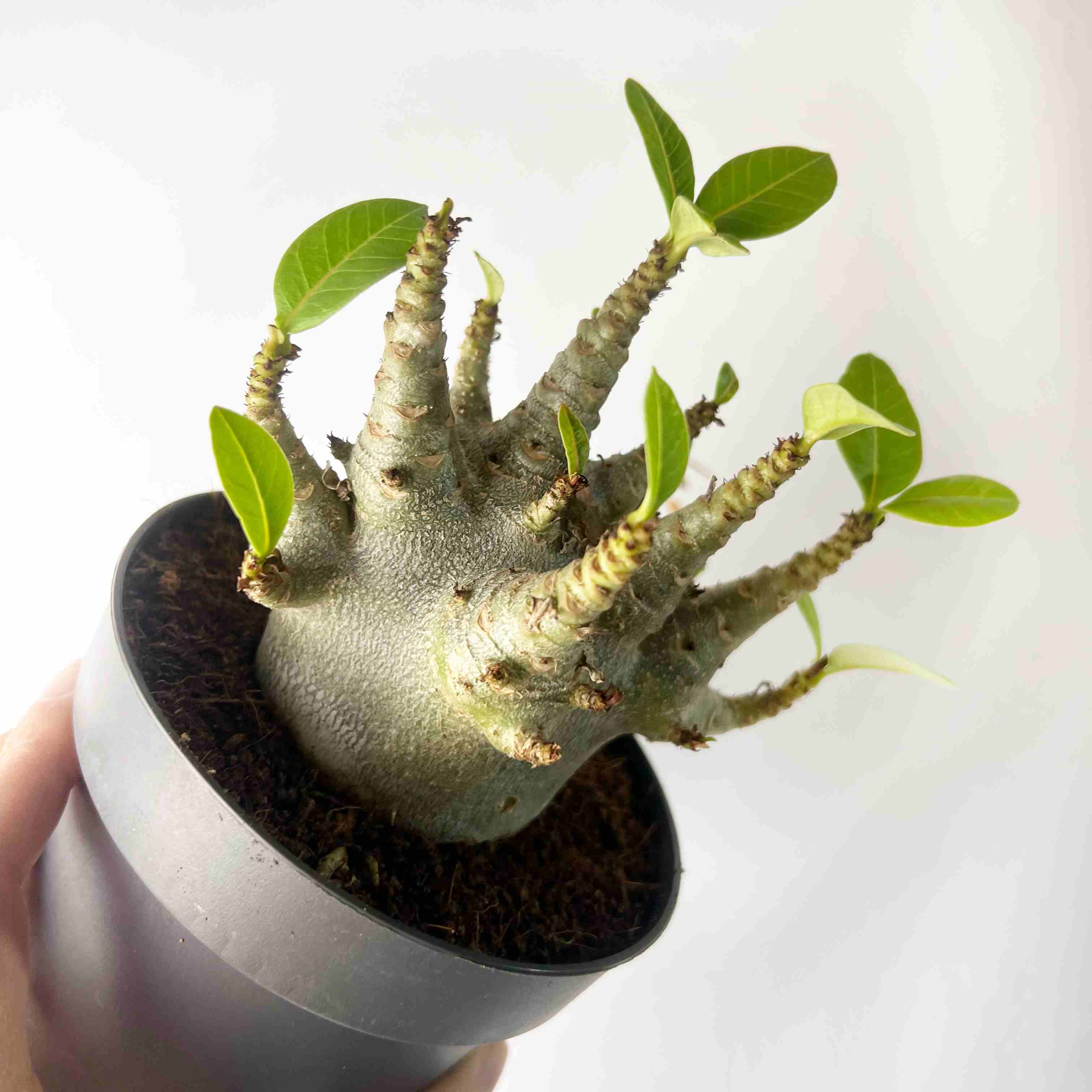 Adenium Obesum Baobab