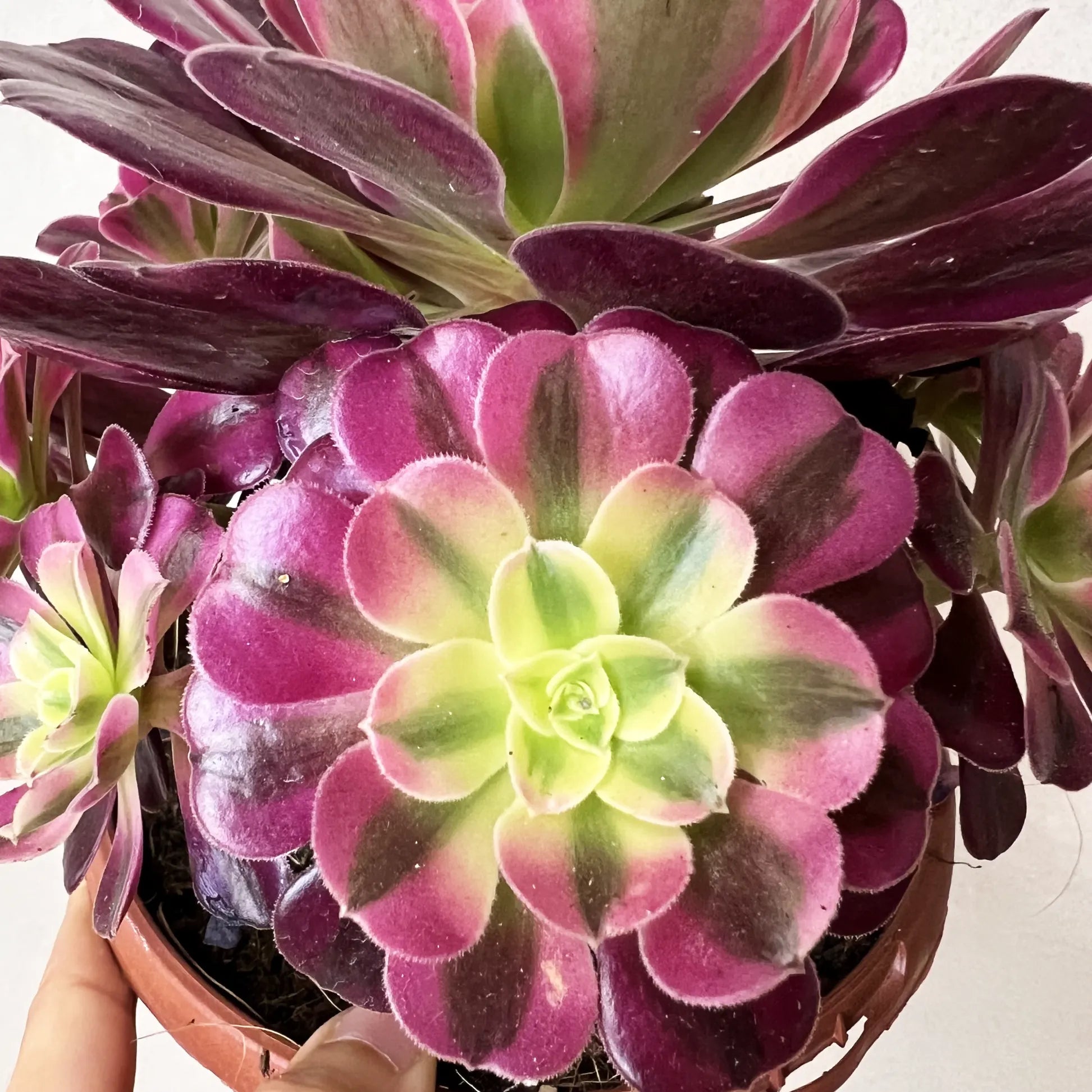 Aeonium Pink Witch