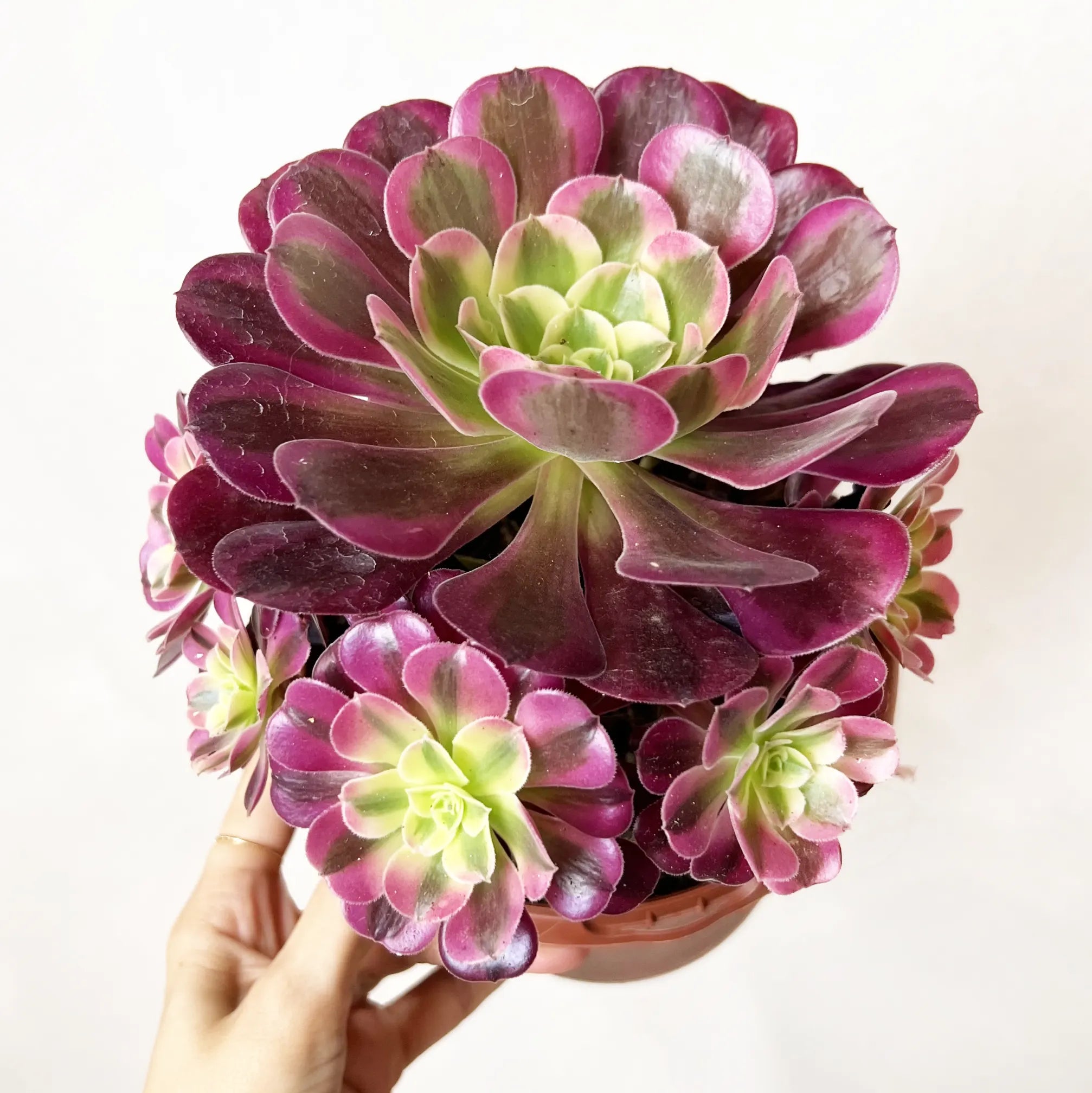Aeonium Pink Witch