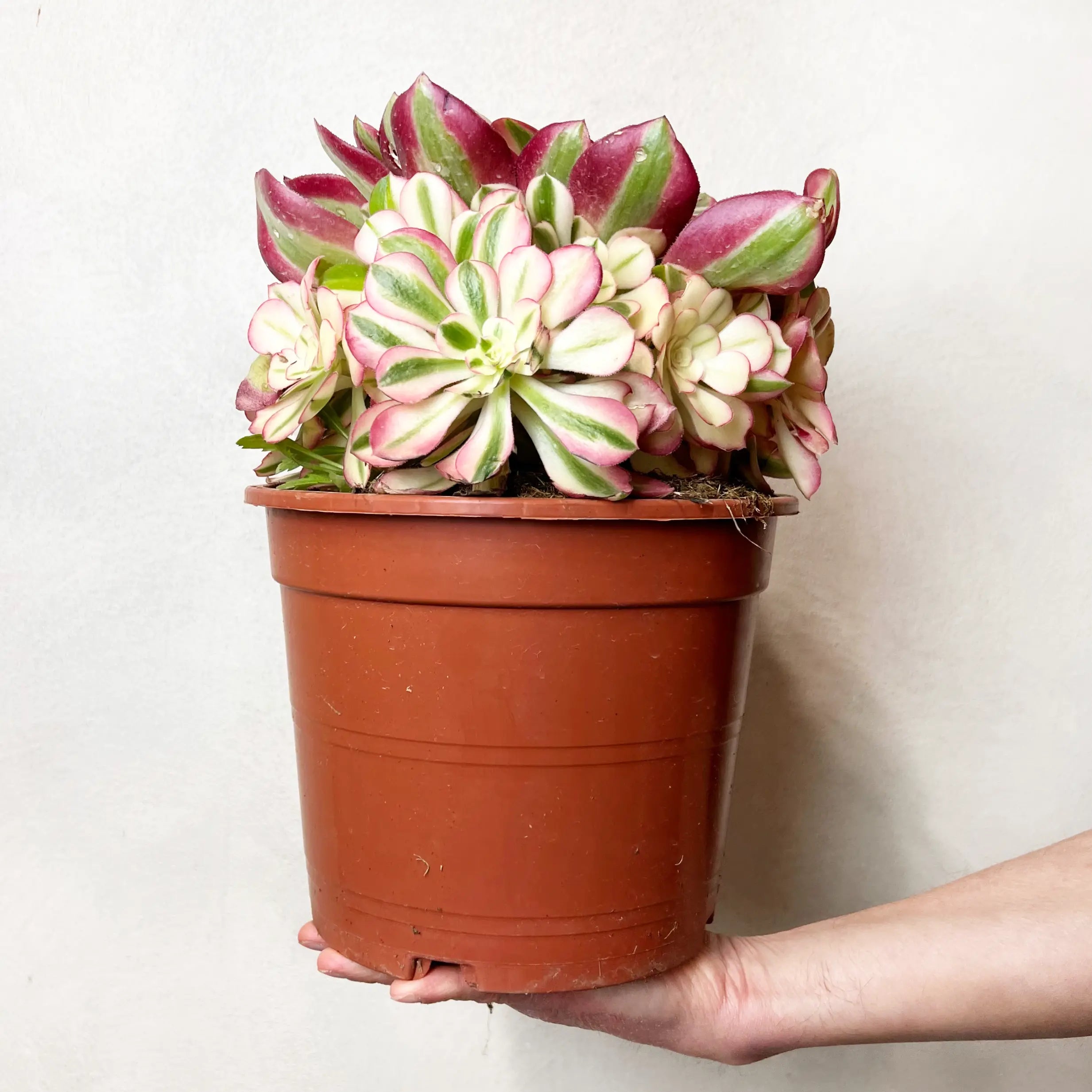 Aeonium Pink Witch