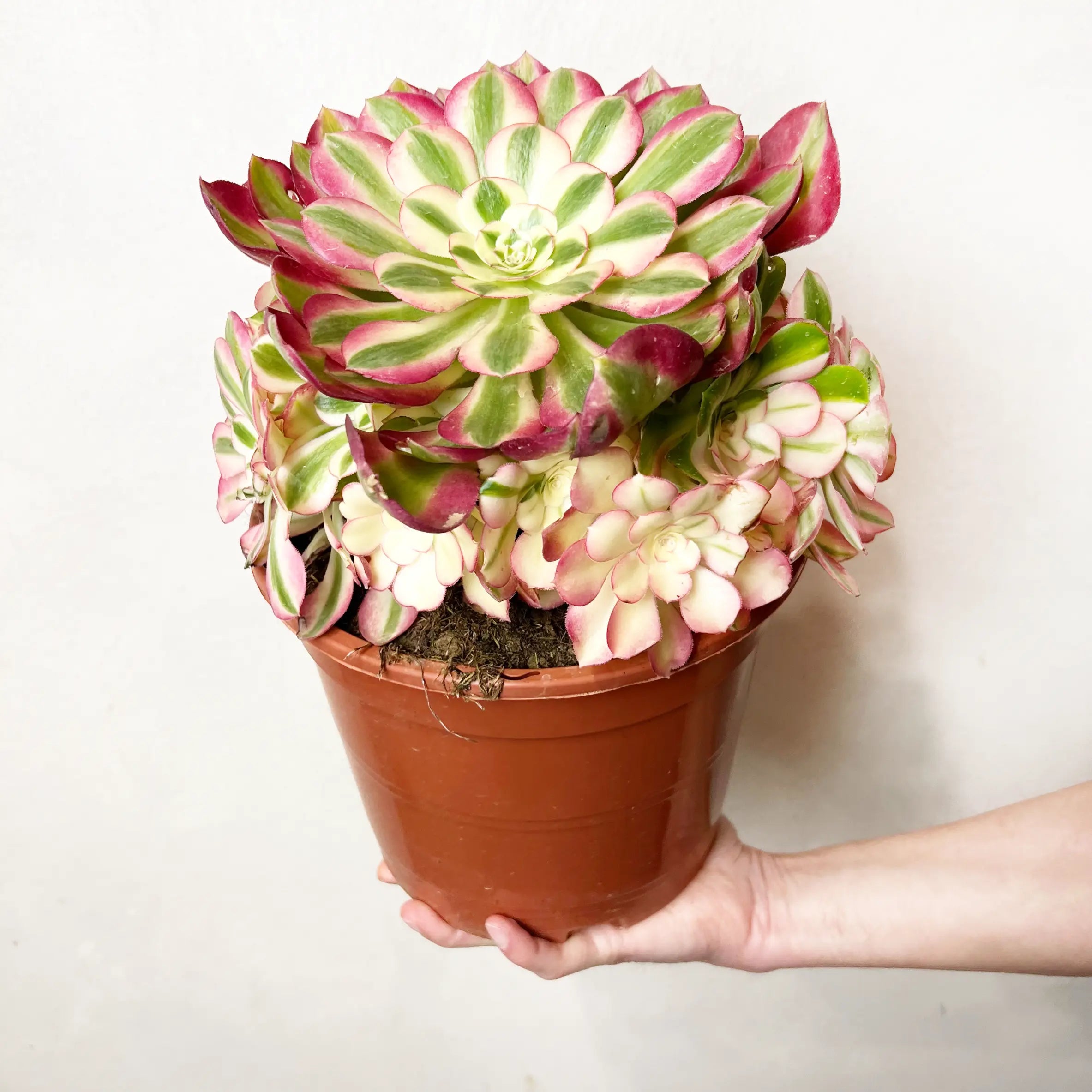 Aeonium Pink Witch
