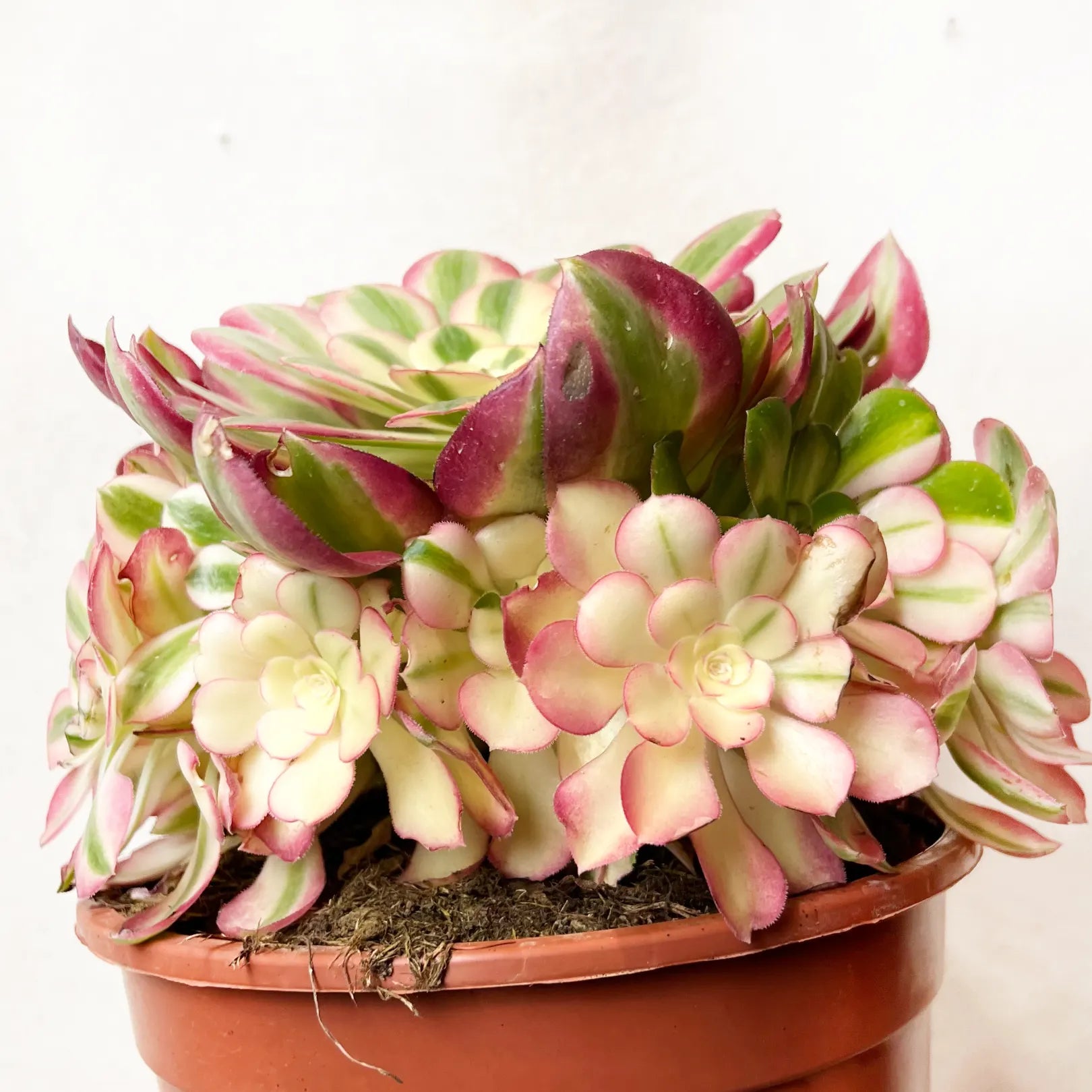 Aeonium Pink Witch