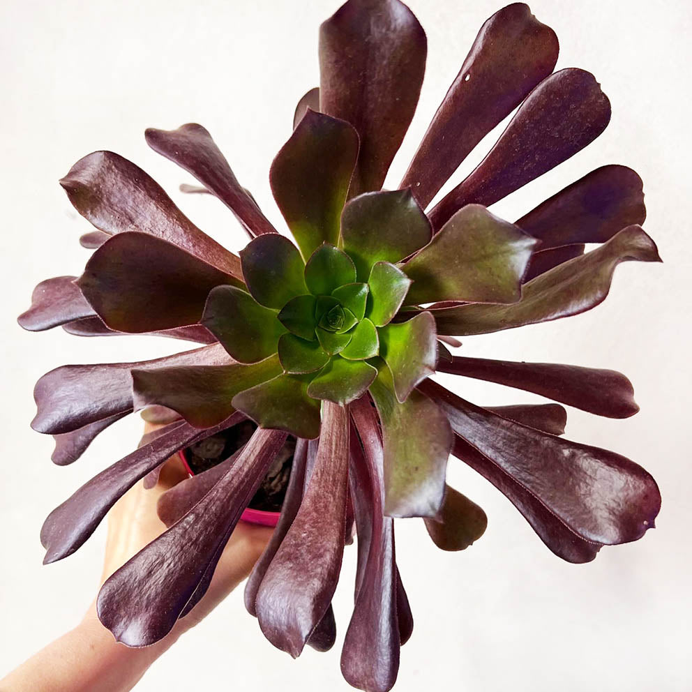 Aeonium Arboreum
