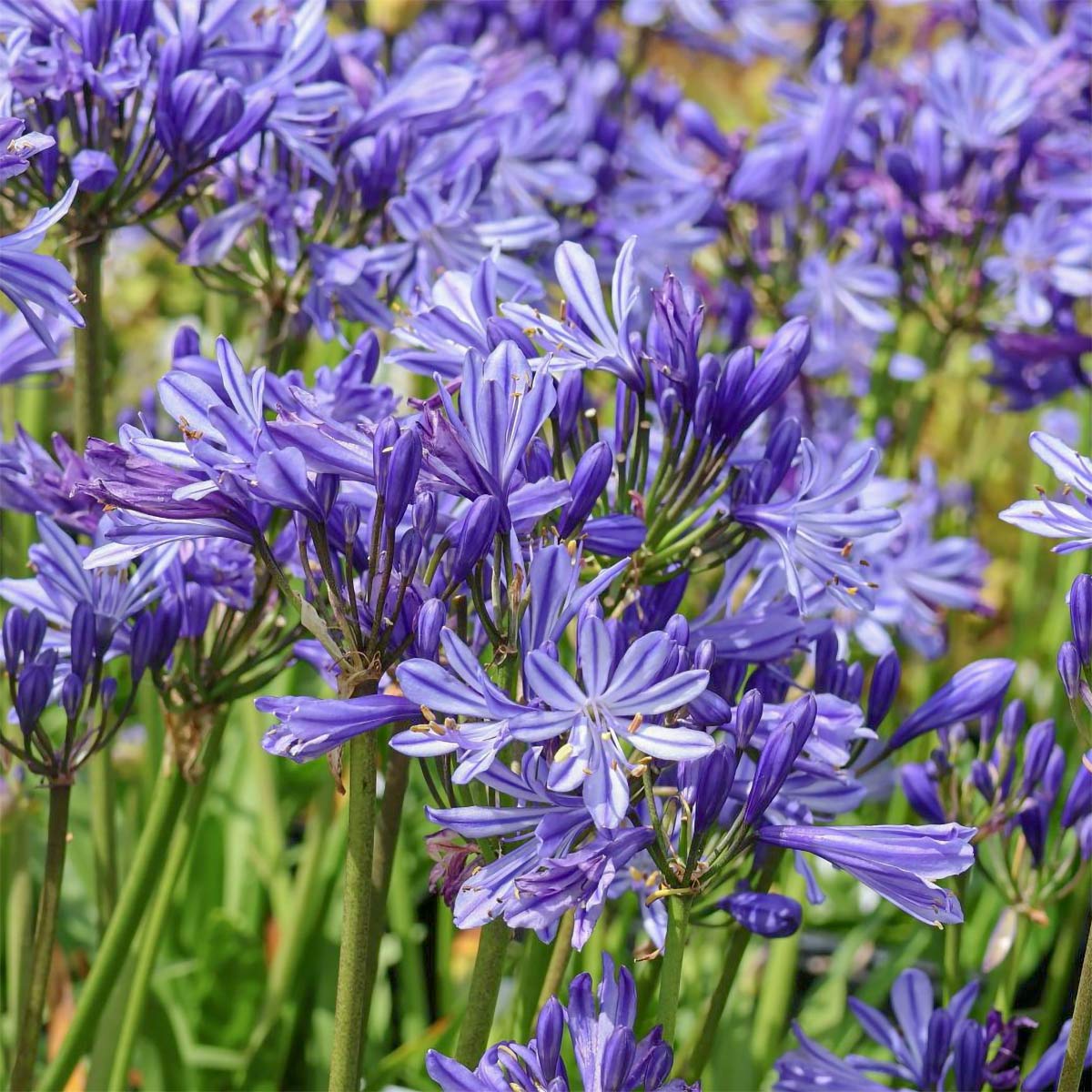 Agapanthus 'Charlotte'